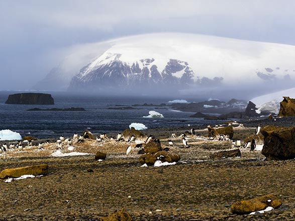 Croisière escale à Brown Bluff (Antarctique)