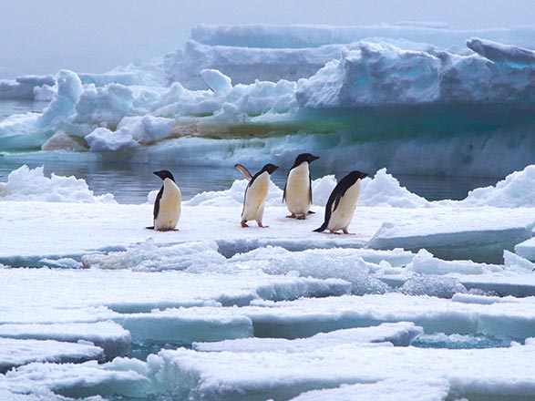 Croisière escale à Brown Bluff (Antarctique)