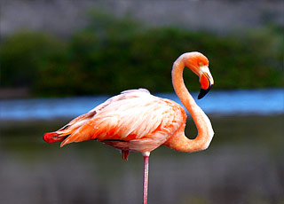 Iles Galapagos (Floreana)