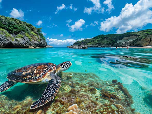 Japon (Ile Zamami)