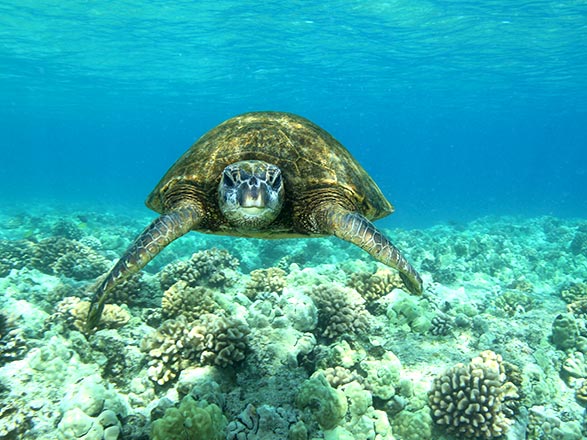 Croisière escale à Kona
