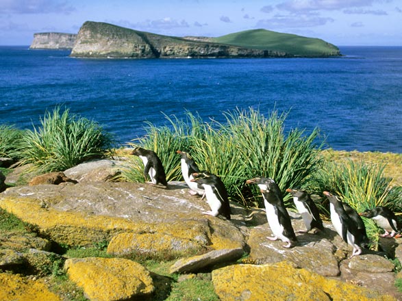 Iles Malouines (New Island)