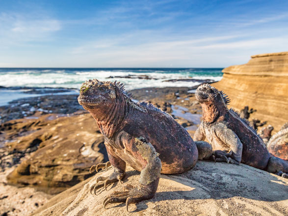Iles Galapagos (Puerto Egas)