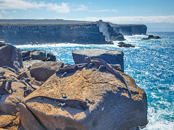 Iles Galapagos (Punta Suarez)