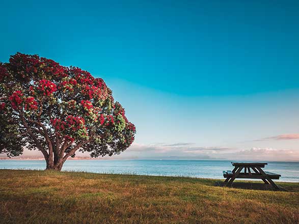 Nouvelle-Zélande (Waitangi)