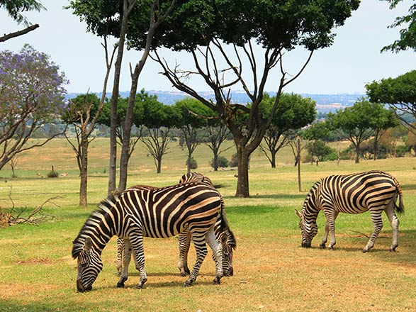 Johannesburg (Afrique du Sud)