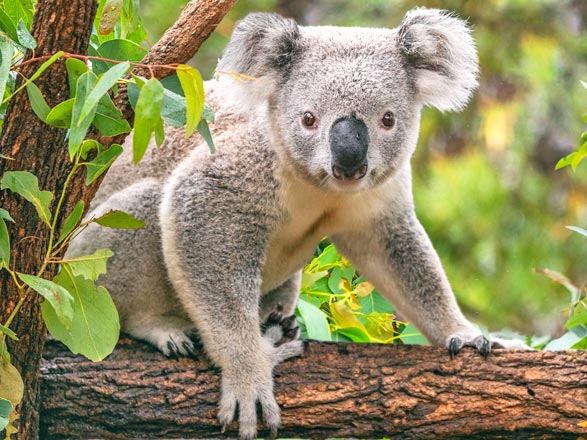 Australie (Portland)
